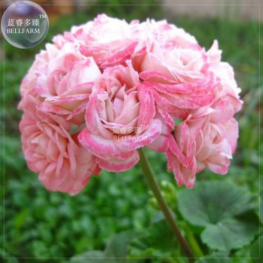 Geranium Light Rose Pink Petals Hairy Perennial Bonsai Flowers, 10 seeds