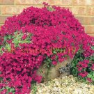 100 pcs Rock Cress,Aubrieta Cascade PERENNIAL FLOWERING GROUNDCOVER