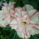 Bright White Adenium with light pink stripe Desert Rose Flower Seeds, 2 seeds