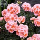 Geranium Fully Orange Double Petals Ball-types Bonsai Flowers, 20 Seeds