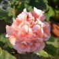 Geranium Fully Orange Double Petals Ball-types Bonsai Flowers, 20 Seeds