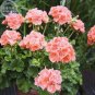 Geranium Fully Orange Double Petals Ball-types Bonsai Flowers, 20 Seeds
