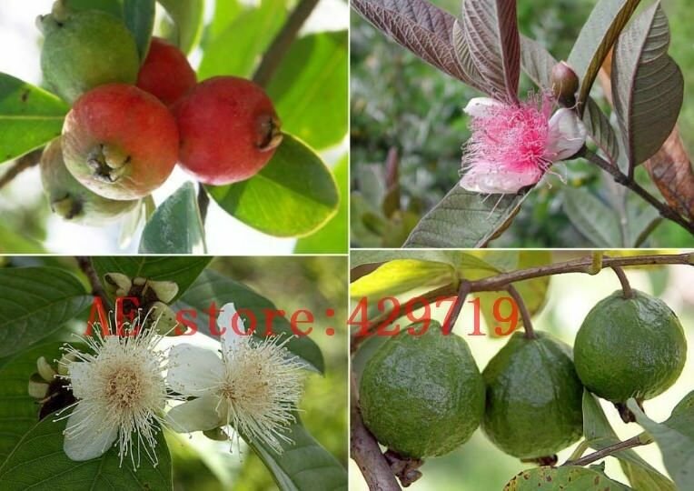 50 PCS rare mini pomegranate fruit seed wild Passiflora mollissima seeds