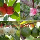 50 PCS rare mini pomegranate fruit seed wild Passiflora mollissima seeds