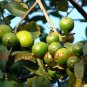 50 PCS rare mini pomegranate fruit seed wild Passiflora mollissima seeds