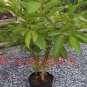 50 PCS rare mini pomegranate fruit seed wild Passiflora mollissima seeds