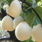 Pear Chinese White Sand Pear, 5 Seeds, juicy fleshy sweet and delicious