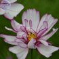 Cosmos Bipinnatus Fizzy Rose Picotee Flower Seeds, 50 seeds, big blooms