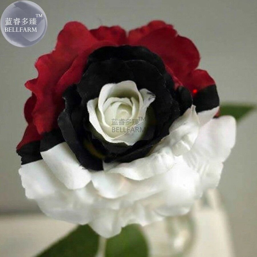 Rare White Black Red Tri-color Rose with white eye, 50 Seeds