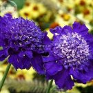 Scabious Scabiosa Dark Purple Pincushion Bonsai Flowers, 20pcseeds/pack