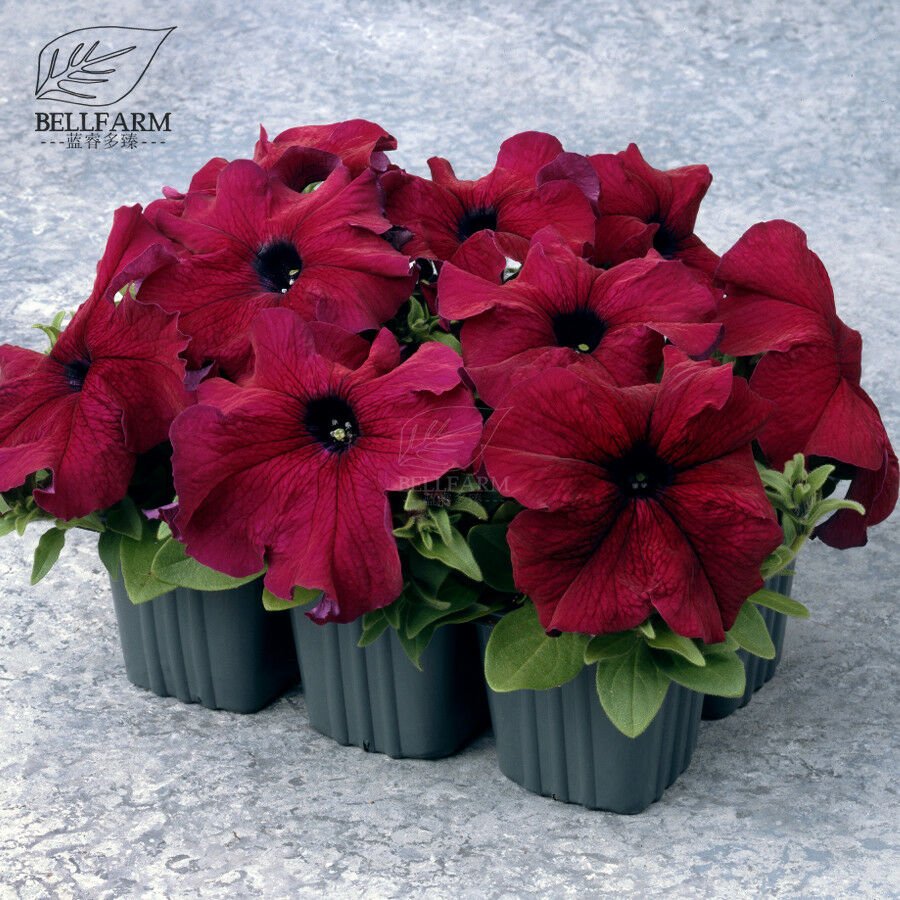 Supercascade Burgundy Dark Red Petunia Annual Bonsai Flowers 100pcs Seeds