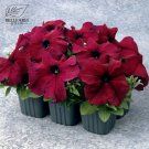 Supercascade Burgundy Dark Red Petunia Annual Bonsai Flowers 100pcs Seeds