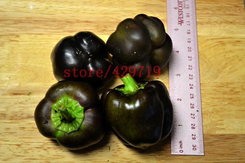 100 Seeds Black Sweet Pepper vegetable seedsHigh budding rate fast growth #1