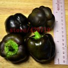 100 Seeds Black Sweet Pepper vegetable seedsHigh budding rate fast growth #1