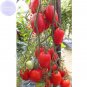 Imported Tomato Seeds, 100 Seeds, Professional Pack