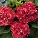 Red Double Valentine Pelleted Petunia Seeds, Professional Pack, 200 seeds bonsai