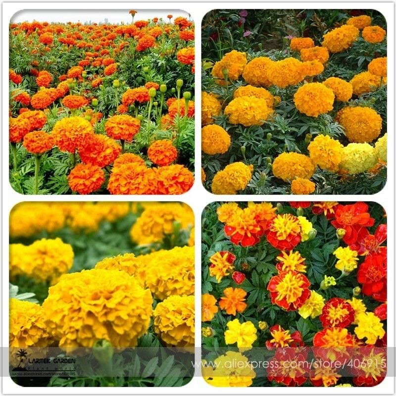 Mixed Chrysanthemum Long Lasting Blooming Flowers 200 Seeds