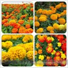 Mixed Chrysanthemum Long Lasting Blooming Flowers 200 Seeds
