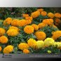 Mixed Chrysanthemum Long Lasting Blooming Flowers 200 Seeds
