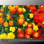 Mixed Chrysanthemum Long Lasting Blooming Flowers 200 Seeds