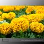 Mixed Chrysanthemum Long Lasting Blooming Flowers 200 Seeds
