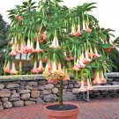 100 bonsai datura seeds DWARF Brugmansia suaveolens Flamenco flower #8