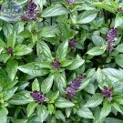 Heirloom Cinnamon Basil Seeds, 20 Seeds, a must for your garden and your table