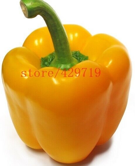 100 Seeds Yellow Sweet Pepper vegetable seedsHigh budding rate fast growth #3