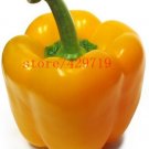 100 Seeds Yellow Sweet Pepper vegetable seedsHigh budding rate fast growth #3