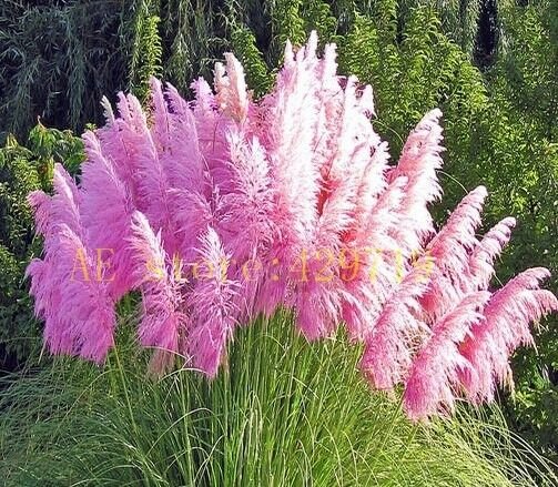 1200 pcs Pampas Grass Seeds Cortaderia selloana flower seeds aquatic plants #1