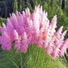 1200 pcs Pampas Grass Seeds Cortaderia selloana flower seeds aquatic plants #1