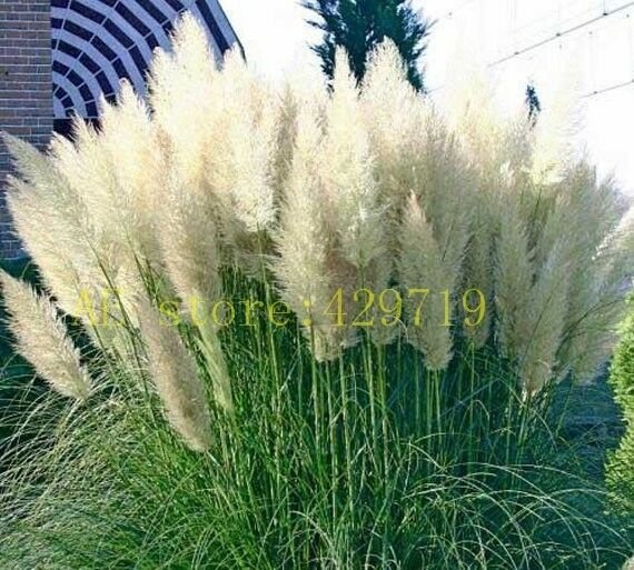 1200 pcs Pampas Grass Seeds Cortaderia selloana flower seeds aquatic plants #4