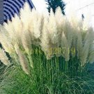 1200 pcs Pampas Grass Seeds Cortaderia selloana flower seeds aquatic plants #4