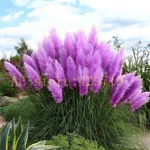 1200 pcs Pampas Grass Seeds Cortaderia selloana flower seeds aquatic plants #6
