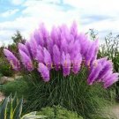 1200 pcs Pampas Grass Seeds Cortaderia selloana flower seeds aquatic plants #6