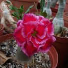 'Rumble Fish' Adenium Desert Rose, 2 Seeds