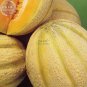 Golden Honey Melon (Cucumis melo) 10 Seeds, 100% True Honey melon Seeds