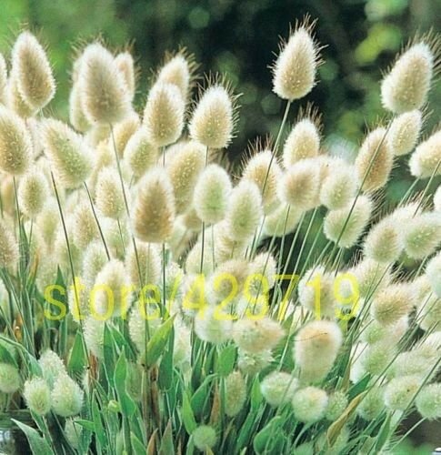 100 pcs Rabbit tail grass Fescue Grass Seeds white Ground cover grass seeds