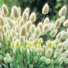100 pcs Rabbit tail grass Fescue Grass Seeds white Ground cover grass seeds