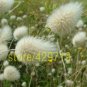 100 pcs Rabbit tail grass Fescue Grass Seeds white Ground cover grass seeds