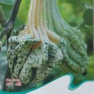 Original Pack, 6 seeds / pack, Ugly Ornamental Pumpkin Seeds