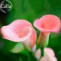 Mixed Colorful Calla Lily Flowers, 20 Seeds