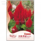 Big Red Beautiful Cockscomb Seeds, 40 seeds