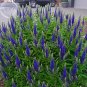 Blue Spiked Speedwell Veronica Spicata, 50 seeds, Perennial Rockery Flowers