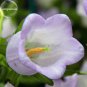 Rare Light Dark Purple Campanula Bellflower Flowers, 50 Seeds