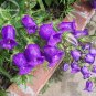 Rare Light Dark Purple Campanula Bellflower Flowers, 50 Seeds