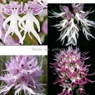 Rare Human Face Orchid Perennial Plant Flowers, 100 Seeds, light up garden