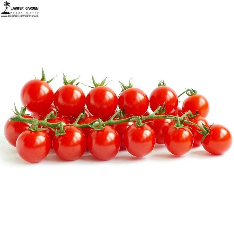 Renrong Bright Red Cherry Tomato Seeds 20+