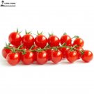 Renrong Bright Red Cherry Tomato Seeds 20+