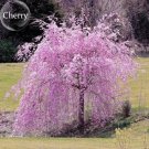 Pink Beautiful Oriental Cherry Sakura Tree, 20 seeds